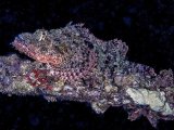 15 Spike Piddock Scorpionfish on Wreck