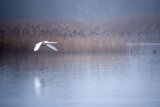 15 Swan Lake by Bob Davies