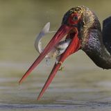 15 The Last Look by Tim Downton