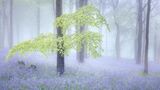 15 Tony Gill The Wood Beyond the World