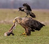 15 White Tailed Eagle and Hooded Crow by Susan Buckland