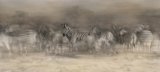 15 Zebra Dreamtime by Lisa Bukalders