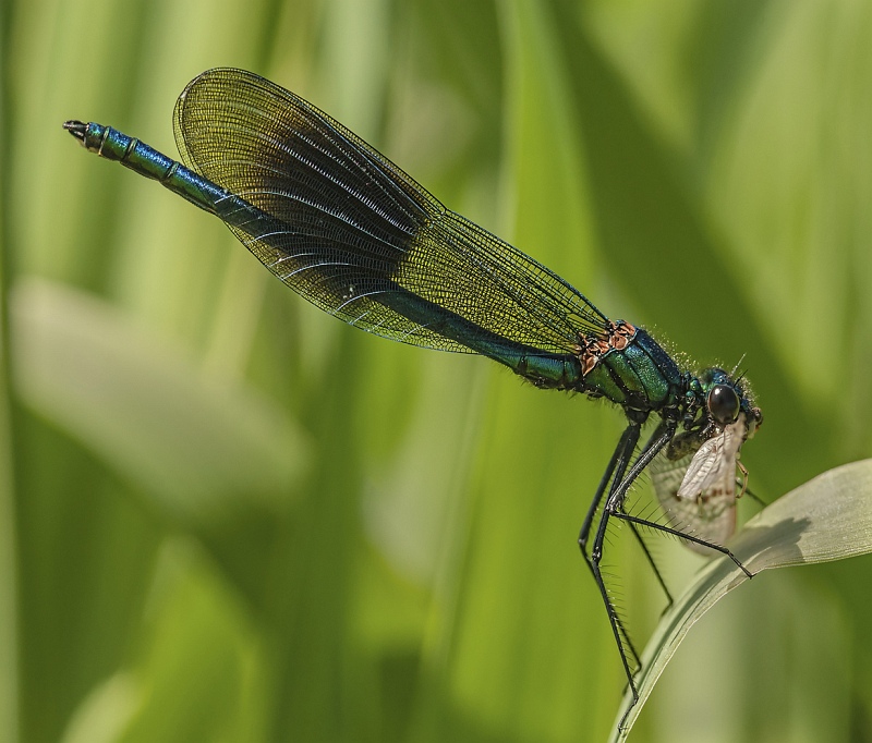 16 Banded Demoiselle with Prey by Malcolm Kitto