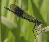 16 Banded Demoiselle with Prey by Malcolm Kitto