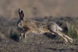 16 Brown Hare in flight by Tim Downton