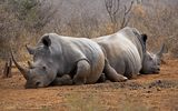 16 Double rhino by Mary Cantrille