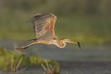 16 Purple Heron in Flight with Fish by Susan Buckland