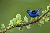 16 Red-legged Honeycreeper by Mary Cantrille