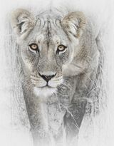 16 Stalking Lioness by Lisa Bukalders (Print)
