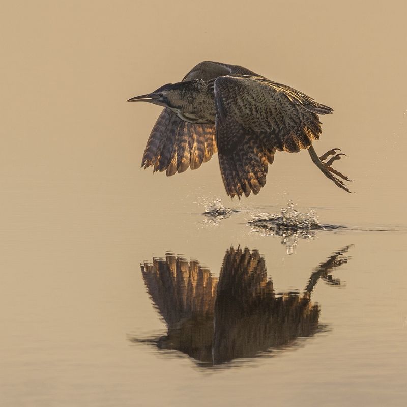 16 Tim Downton Bittern at Sunrise