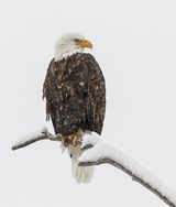 17 Bald Eagle in the Snow by Stephen Lee