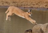 17 Caracal Jumping by David Cantrille