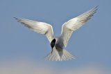 17 Common Tern by Tim Downton