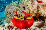 17 Fish With Balled Red Anemone by Spike Piddock