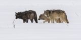17 Grey Wolves Hunting by Jane Lee