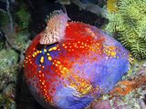 17 Hawkfish on Sea-apple by Spike Piddock