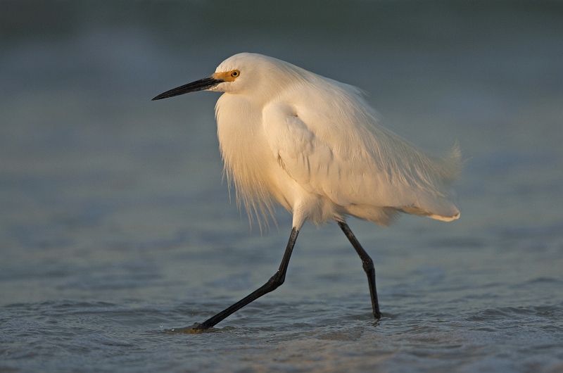 17 Snowy Egret at Sunrise by Mary Cantrille