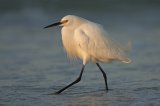 17 Snowy Egret at Sunrise by Mary Cantrille