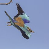 17 Susan Buckland European Roller in Flight with Lizard