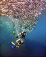 17 Swimming with Jacks by Spike Piddock