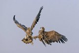 17 White-tailed Sea Eagles Fighting by Tim Downton