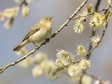 18 Chiffchaff by Stephen Lee