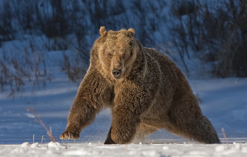 18 Grizzly on the Move by Valerie Duncan