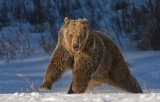 18 Grizzly on the Move by Valerie Duncan