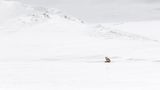 18 Lone Red Fox by Stephen Lee
