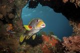 18 Oriental Sweetlips Awaiting Cleaner by Spike Piddock