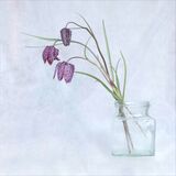 18 Snakeshead Fritillaries by Geoff Wareham