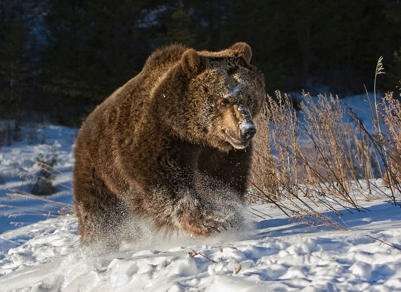 18 Valerie Duncan Grizzly Running in Snow