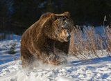 18 Valerie Duncan Grizzly Running in Snow