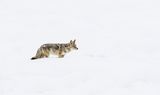 18 Yellowstone Coyote by Stephen Lee