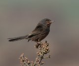 19 Dartford Warbler by Jane Lee