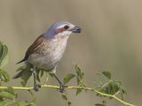 19 Red-Backed Shrike with Ant by Susan Buckland