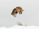 19 Red Fox jumping for prey by Stephen Lee