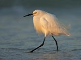 19 Snowy Egret at Sunrise by Mary Cantrille