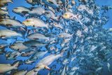 19 Spike Piddock Red Snappers on the Move