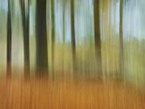 1 Thorncombe Woods by Stephen Jones