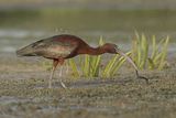 20 Glossy Ibis with Leech by Tim Downton