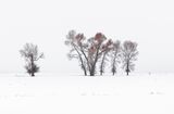 20 Red Trees Idaho by Stephen Lee