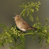 20 River Warbler by Susan Buckland