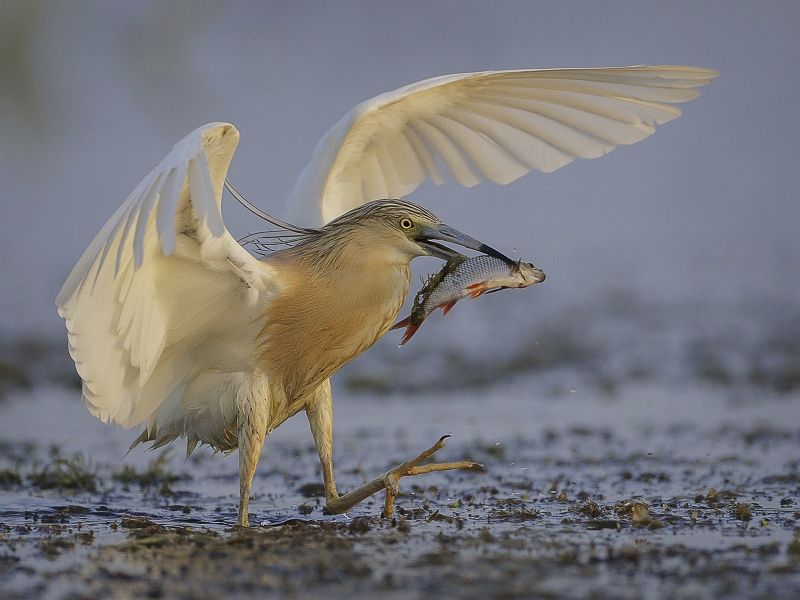 20 Tim Downton Squacco Heron with Catch