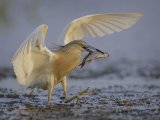 20 Tim Downton Squacco Heron with Catch