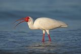 20 White Ibis by Mary Cantrille