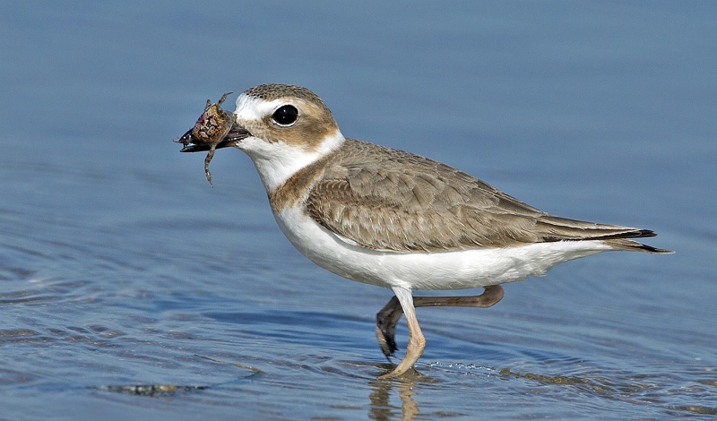 20 Wilson's Plover with Large Crab by David Cantrille