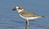 20 Wilson's Plover with Large Crab by David Cantrille