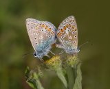 21 Common Blue Butterflies mating by Stephen Lee