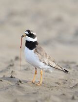 21 Ringed Plover pulling out Lugworm by Susan Buckland